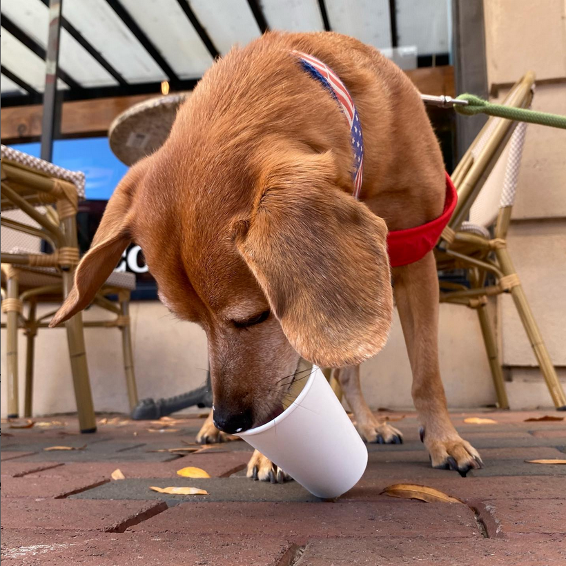 A DogFriendly Day in Downtown Spartanburg Spartanburg Downtown